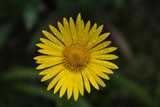 Fototapeta Tęcza - yellow single flower, dark green blurred background,  closeup
