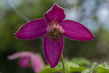 Fototapeta Tęcza - clematis, purple flower petals, blurred background, closeup