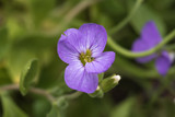 Fototapeta Tęcza - lilac flower, single, green blurred background, closeup