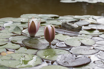 water lilies and frog