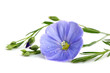 Flax blue flower closeup isolated.