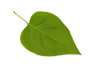 Wall Mural - green lilac leaf on white