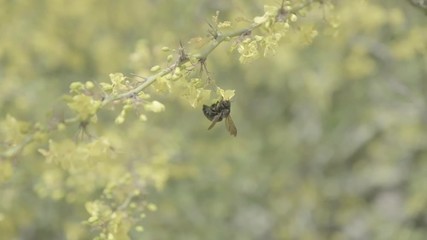 Bee and Forsythia