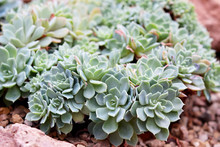 Succulents Cluster Green Plant Cactus Houseplant Concept Background