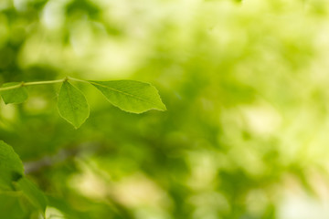 Wall Mural - green color image，green leaves
