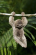 Cute baby Sloth hanging from tree branch
