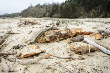 scrap of wood on a bulgarian beach after a storm.