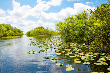 Florida wetland, Airboat ride at Everglades National Park in USA.