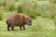 South American Capybara