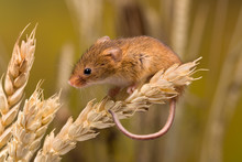 Cute Harvest Mouse
