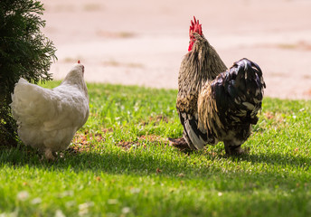 Poster - Hen and rooster in the garden