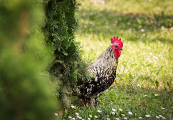 Sticker - Rooster in the garden