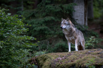 Wolf is standing on the rock in Bayerischer Wald National Park, Germany