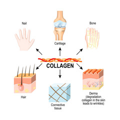 Wall Mural - Collagen is the main structural protein in the: connective tissues, cartilages, bones, nails, derma and hair.