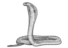 Indian cobra illustration, drawing, engraving, ink, line art, vector