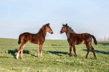 Two foals playing on the pasture.