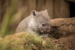Small wombat forages for food in an enclosure