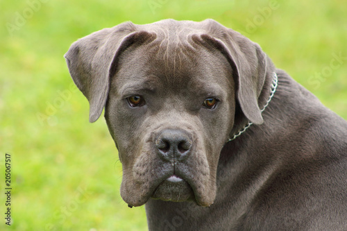 Portrait Dun Jeune Chien De Race Cane Corso Bleu Au Yeux