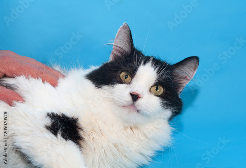 White Cat With Black Spots Lies On Back Hugging Human Hand On