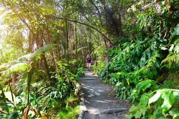 Poster - Kilauea Iki trail in Volcanoes National Park in Big Island of Hawaii.