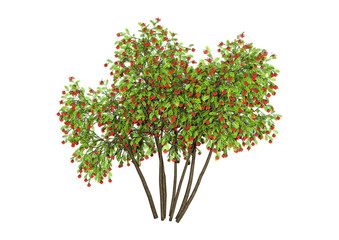 Sticker - 3D Rendering Rowan Trees on White