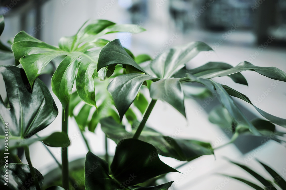 Monstera deliciosa tropical leaves in the office building - obrazy, fototapety, plakaty 