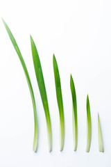 Wall Mural - fresh green pandan screwpine leaves isolated on white