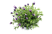 Top View Of Spanish Lavender On White Isolated Background