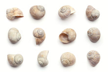 Set Of Empty Snail Shells  Isolated On White Background. Concept With Dry Snail Shells.