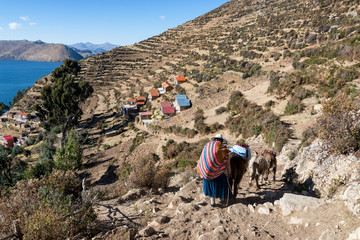 Wall Mural - Indigenous Woman and Donkeys