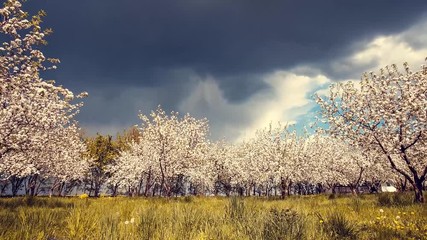 Sticker - Fantastic apple orchard the blooming in springtime. Fruit tree in april. Picturesque and gorgeous day scene. Location place Ukraine, Europe. Beauty world. Time lapse clip, interval shooting video.