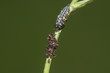 Marienkäferlarve frisst eine Blattlaus