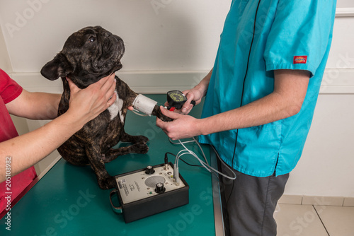 Foto vétérinaire, hypertension artérielle chez le chat et le chien est une maladie cardiovasculaire mesurer avec le tensiomètre