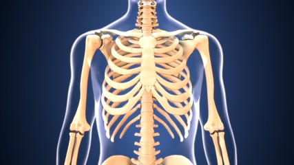 3d illustration of human body skeleton anatomy