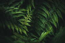 Beautiful Green Fern In The Forest.Texture Wallpaper