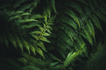 Beautiful green fern in the forest.Texture wallpaper