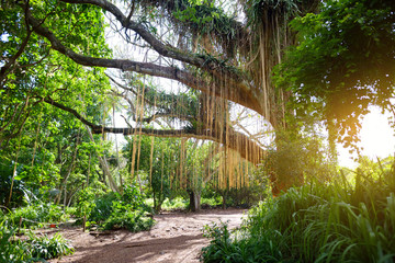 Wall Mural - Lush tropical vegetation of the islands of Hawaii