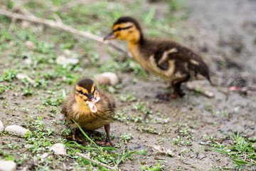 Two baby mallard ducks standing on a muddy bank, one eating a piece of bread
