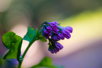 Wall Mural - Macro Virginia bluebells blooming in the spring; green and lavender bokeh background