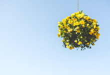 Yellow Flowers Hanging In A Basket Against Blue Sky With Copy Space. Vintage Look
