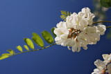 Fototapeta  - Białe kwiaty akacji na tle błękitnego nieba