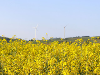 Wind power station in a raps fields. Rotating blades of energy generators. Ecologically clean electricity. Modern technologies for the use of natural resources.