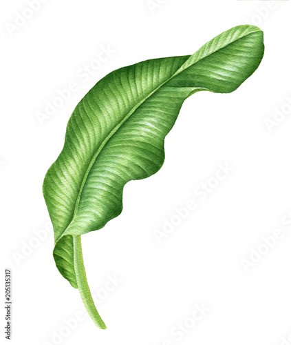 Realistic Tropical Botanical Foliage Plants Tropical Banana Leaves Hand Painted Watercolor Illustration Isolated On White Buy This Stock Photo And Explore Similar Images At Adobe Stock Adobe Stock Realistic Tropical Botanical Foliage Plants Tropical Banana Leaves Hand Painted Watercolor Illustration Isolated On White Buy This Stock Photo And Explore Similar Images At Adobe Stock Adobe Stock