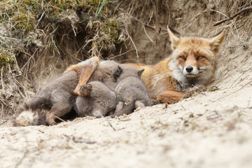 Wall Mural - red fox mother and her new born cubs