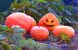 Pumpkins rips in the garden for halloween