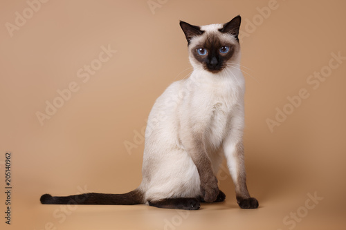 Fotografía Cute siamese seal-point cat sitting on brown background