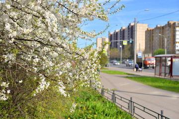 Blossoming apple tree on a city street.