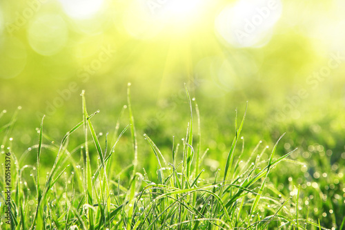Gras im Frühling