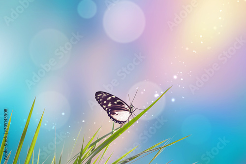Wunderschöner Schmetterling