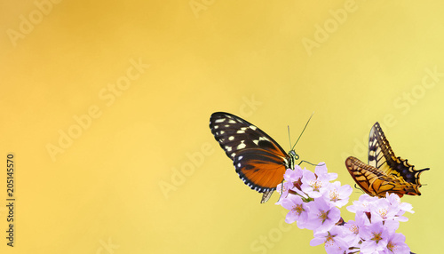 Wunderschöne Schmetterlinge